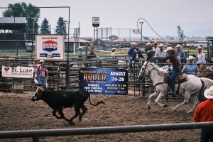 Cowboy on his horse whipping a lasso in the air as he chases a bull